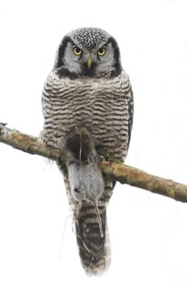 Northern Hawk-Owl (Surnia ulula), British Columbia, Canada