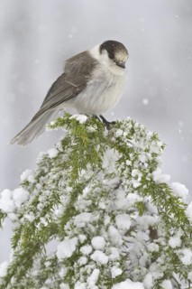 Grey Jay (Perisoreus canadensis), British Columbia, Canada