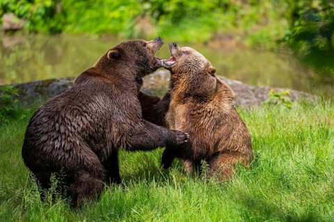 Eurasian brown bear (Ursus arctos arctos) playing with each other on a meadow, Bavarian Forest,