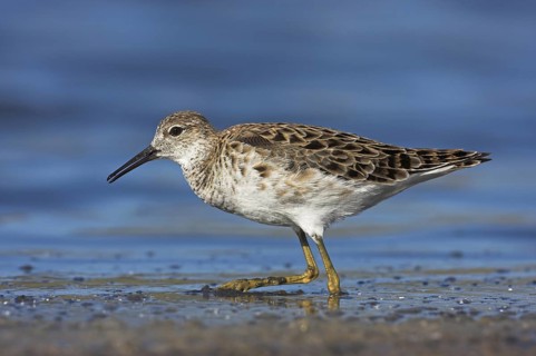 Ruff (Calidris pugnax), Lesvos, Greece