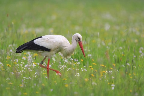 White Stork (Ciconia ciconia) foraging, North Rhine-Westphalia, Germany