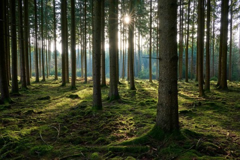 Sun rays fall through the towering trees and gently illuminate the forest floor, Mudau, Odenwald,