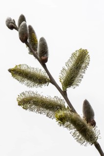 Willow catkins (Salix), Emsland, Lower Saxony, Germany