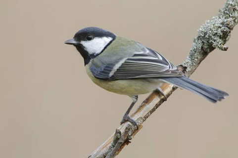 Great Tit (Parus major), Thuringia, Germany
