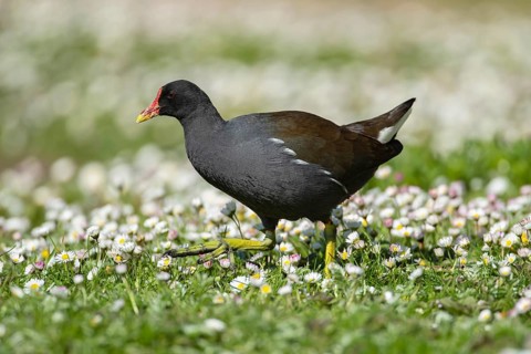 Moorhen (Gallinula chloropus) adult bird walking across a grass lawn with daisy flowers in spring,