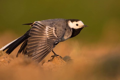 White Wagtail (Motacilla alba) male, Baden-Wuerttemberg, Germany