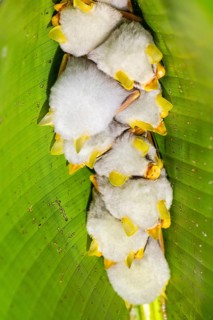 Yellow-eared bat (Ectophylla alba) sleeping under a leaf, bats (Microchiroptera), Alajuela, Costa