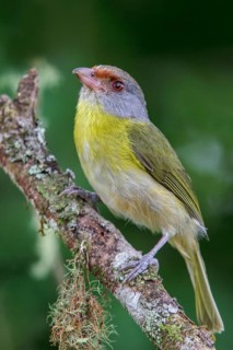 Rufous-browed Peppershrike (Cyclarhis gujanensis) perched on a branch in the Atlantic rainforest of