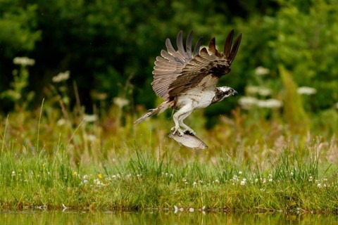 Osprey (Pandion haliaetus), fishing on lake, Cairngorms National Park, Scotland, United Kingdom