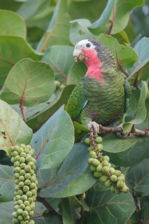 Cuban Parrot (Amazona leucocephala) perched on a branch in Cuba