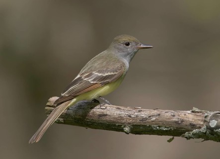Great Crested Flycatcher (Myiarchus crinitus), Ohio, USA