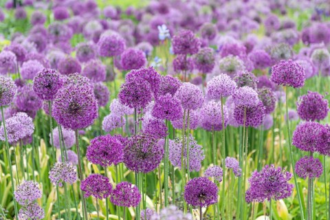 Globe leek (Allium aflatunense 'Purple Sensation'),  Great Britain