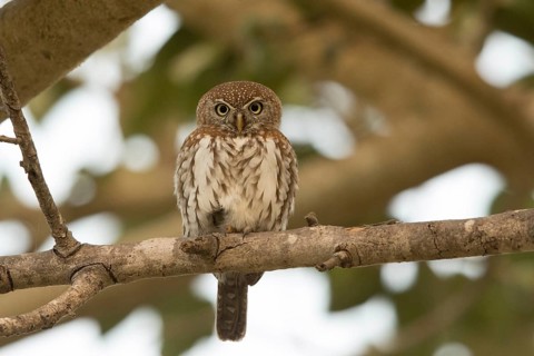 Pearl-spotted Owlet (Glaucidium perlatum), Gambia