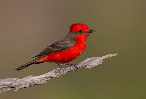 Vermilion Flycatcher (Pyrocephalus rubinus) male, Arizona, USA