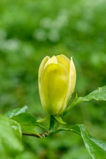 Magnolia × brooklynensis 'Yellow Bird', palace gardens, Markleeberg, Saxony, Germany