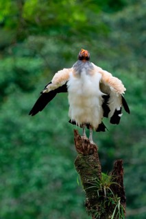 King vulture (Sarcoramphus papa) perched on a tree trunk, Costa Rica