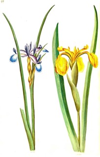 Grass iris, also grass-leaved flag (Iris graminea), grass iris and yellow flag (Iris pseudacorus),
