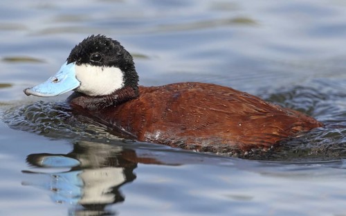 Ruddy Duck (Oxyura jamaicensis) male, British Columbia, Canada
