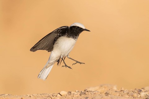 Hooded Wheatear (Oenanthe monacha) landing, Eilat, Israel