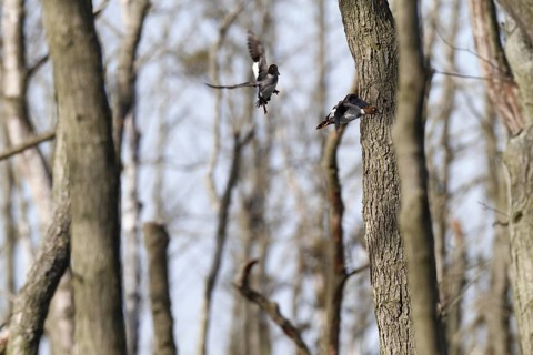 Common Goldeneye (Bucephala clangula), Mecklenburg-Western Pomerania, Germany