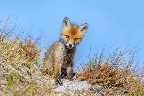 Young red fox (Vulpes vulpes) kit / cub near burrow / den in the sand dunes along the coast in