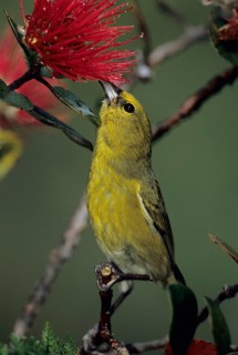 Kauai Amakihi, Hemignathus kauaiensis, Hawaiian Honeycreeper