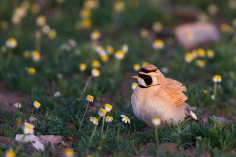 Temminck's Horned Lark - Saharaohrenlerche - Eremophila bilopha, Morocco