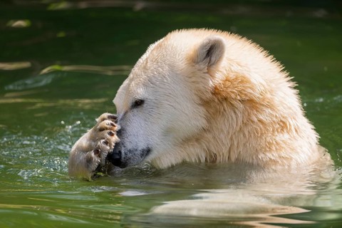 Polar bear (Ursus maritimus) swimming in the water, captive, Germany