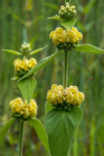 Fireweed or Russel fireweed (Phlomis russeliana), Münsterland, North Rhine-Westphalia, Germany