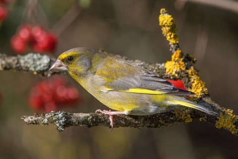 Male greenfinch (Carduelis cloris) sitting on a branch, decorated with lichen and yellow moss,