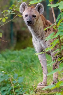 An adult Spotted Hyena (Crocuta crocuta) or Laughing Hyena stands in a meadow behind a bush