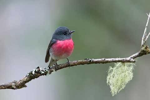 Rose Robin (Petroica rosea) male perched on a branch, Victoria, Australia