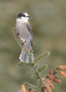 Grey Jay (Perisoreus canadensis) perched on a branch, Alaska, USA