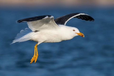 Lesser Black-backed Gull (Larus fuscus) flying, Eilat, Israel