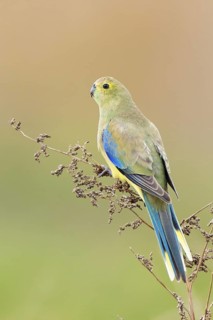 Blue-winged Parrot (Neophema chrysostoma) juvenile, Victoria, Australia