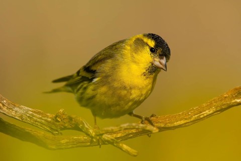 A vivid close-up photograph of a Eurasian Siskin, Spinus spinus, perched elegantly on a twig