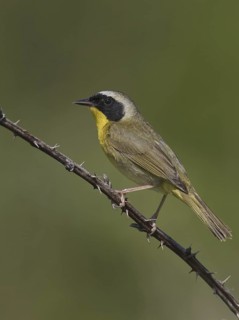Common Yellowthroat (Geothlypis trichas), Ohio, USA