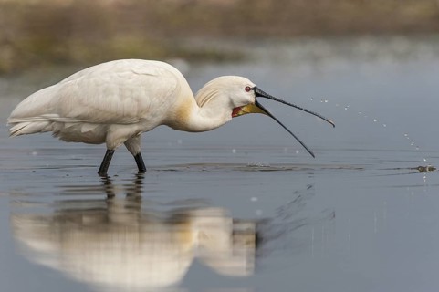 Eurasian Spoonbill (Platalea leucorodia), Schleswig-Holstein, Germany