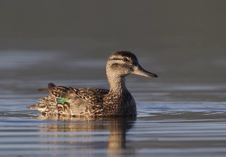 Green-winged Teal (Anas carolinensis) female, Montana, USA
