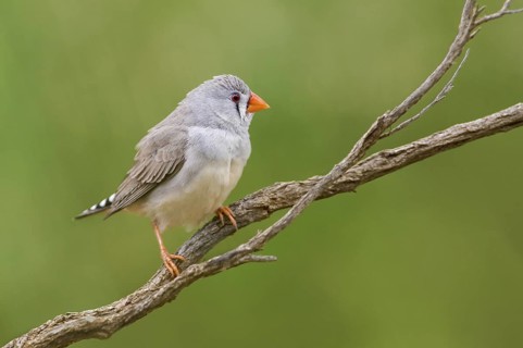 Zebra Finch (Taeniopygia guttata castanotis) female, Northern Territory, Australia
