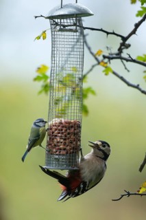 Great spotted woodpecker (Dendrocopos major) and Blue tit (Cyanistes caeruleus) adult birds on a