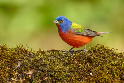 Painted Bunting (Passerina ciris) male on ground, Texas, USA