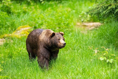 Eurasian brown bear (Ursus arctos arctos) walking on a meadow, Bavarian Forest, Bavaria, Germany