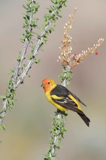 Western Tanager (Piranga ludoviciana) male, perched on a branch, Arizona, USA
