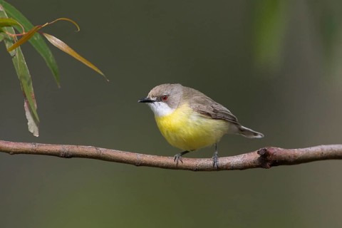 White-throated Gerygone (Gerygone olivacea), Victoria, Australia