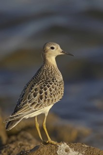 Buff-breasted Sandpiper (Calidris subruficollis), Ohio, USA