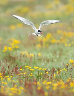 Arctic Tern (Sterna paradisaea) flying over flowering meadow, Iceland