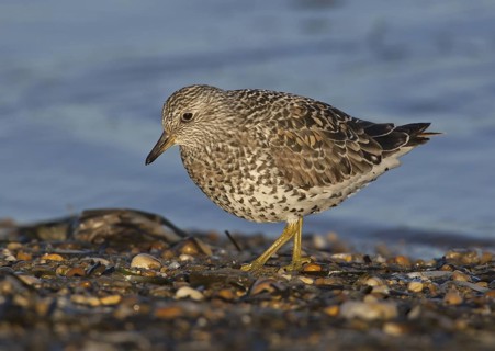 Surfbird (Calidris virgata), Alaska, USA