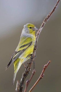 Citril Finch (Carduelis citrinella), Vorarlberg, Austria