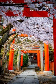 Blooming cherry trees, red torii gates at Takenaka-Inari-Jinja Shrine, Kyoto, Japan